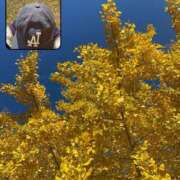 ヒメ日記 2025/09/23 10:33 投稿 めぐ スパーク梅田店