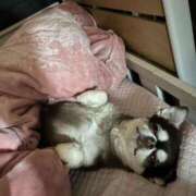 ヒメ日記 2025/09/26 21:48 投稿 めぐ スパーク梅田店