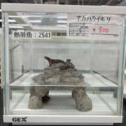 ヒメ日記 2025/11/12 20:12 投稿 りあ NEW　KAWAII(ニューカワイイ）