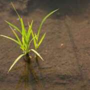 ヒメ日記 2026/04/01 15:18 投稿 なえ 新宿プチドール