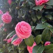 ヒメ日記 2026/03/17 17:48 投稿 るの ぐっどがーる浜松店