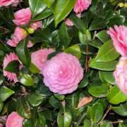 ヒメ日記 2026/03/27 21:18 投稿 るの ぐっどがーる浜松店