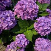 ヒメ日記 2025/08/16 00:42 投稿 Hina(ひな） AMATERAS(アマテラス)(福山)