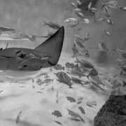 ヒメ日記 2026/01/25 00:00 投稿 ちひろ 新大阪秘密倶楽部