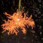 ヒメ日記 2025/08/28 20:03 投稿 みやび【18歳無知すぎるド素人】 モッチーナ