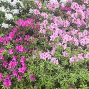 ヒメ日記 2025/07/15 22:32 投稿 かえで BAD COMPANY（バッドカンパニー）