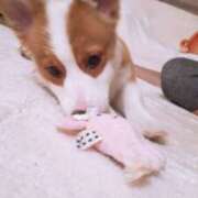 ヒメ日記 2025/09/19 11:01 投稿 ももか ストロベリーハウス