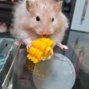 ヒメ日記 2025/08/23 16:01 投稿 ももか コレクション