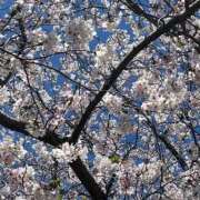 ヒメ日記 2026/04/17 08:14 投稿 みゆか ハピネス水戸