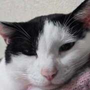 ヒメ日記 2025/11/07 19:46 投稿 シホ リッチドールなんば店