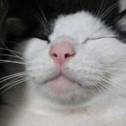 ヒメ日記 2026/01/06 11:36 投稿 シホ リッチドールなんば店