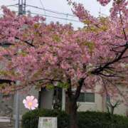 ヒメ日記 2026/03/07 10:01 投稿 若山 ことの こあくまな熟女たち 鶯谷・日暮里店(KOAKUMAグループ)