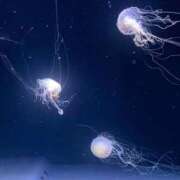 ヒメ日記 2025/09/04 11:11 投稿 あめ 秋葉原コスプレ学園(AKG)