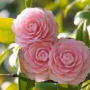 ヒメ日記 2025/11/01 10:18 投稿 あいり奥様 金沢の20代30代40代50代が集う人妻倶楽部