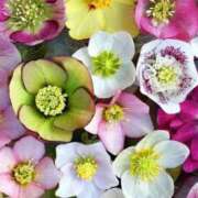 あいり奥様 ♡ 金沢の20代30代40代50代が集う人妻倶楽部