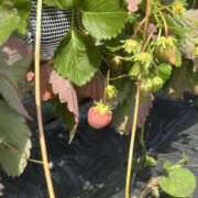 ヒメ日記 2025/07/19 19:45 投稿 れん スピード難波店