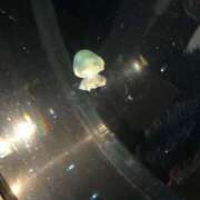 ヒメ日記 2025/08/23 17:03 投稿 ヤヤ 千葉美女革命