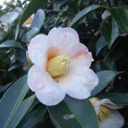 ヒメ日記 2025/10/08 08:51 投稿 りょう［神奈川］ 奥鉄オクテツ東京店（デリヘル市場）