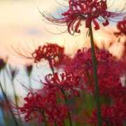 ヒメ日記 2025/09/28 08:37 投稿 新人みき ミスミセス