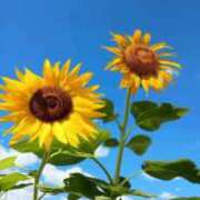 ヒメ日記 2025/07/25 18:22 投稿 くるみ ラブライフ大宮岩槻店