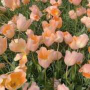 ヒメ日記 2026/02/09 04:24 投稿 Kurumi【くるみ】 Club Lumine(中津)