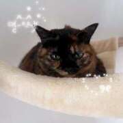 ヒメ日記 2026/02/19 15:39 投稿 Kurumi【くるみ】 Club Lumine(中津)