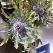 ヒメ日記 2026/03/18 08:54 投稿 Kurumi【くるみ】 Club Lumine(中津)