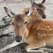 ヒメ日記 2025/08/17 09:44 投稿 美原星子 五十路マダム　広島店