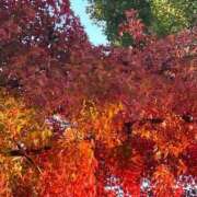 ヒメ日記 2025/12/08 12:20 投稿 美原星子 五十路マダム　広島店