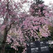 ヒメ日記 2026/04/03 11:24 投稿 美原星子 五十路マダム　広島店