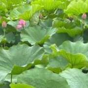 ヒメ日記 2025/08/17 12:22 投稿 春菜澄花 お姉さんCLUB