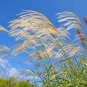 ヒメ日記 2025/09/12 16:30 投稿 春菜澄花 お姉さんCLUB