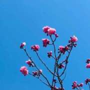 ヒメ日記 2026/04/18 12:33 投稿 春菜澄花 お姉さんCLUB