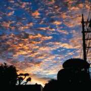 ヒメ日記 2025/10/11 17:10 投稿 花凛(かりん) DAHLIA(ダリア)