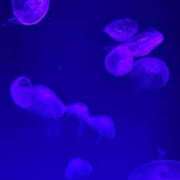 ヒメ日記 2025/07/25 13:13 投稿 おと アラモード