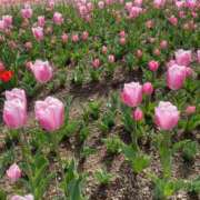 ヒメ日記 2026/03/29 08:45 投稿 おと アラモード