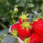 おと 🐰💗〜明日から〜💗🐰 アラモード