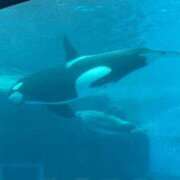 ヒメ日記 2026/04/07 18:12 投稿 おと アラモード