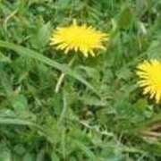 ヒメ日記 2025/07/19 07:40 投稿 日向朝陽 ゴールドクイーン