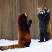 ヒメ日記 2025/07/25 15:20 投稿 日向朝陽 ゴールドクイーン