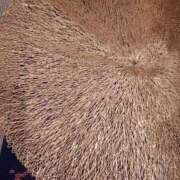 ヒメ日記 2025/08/21 21:20 投稿 日向朝陽 ゴールドクイーン