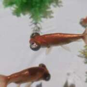 ヒメ日記 2025/08/22 23:50 投稿 日向朝陽 ゴールドクイーン