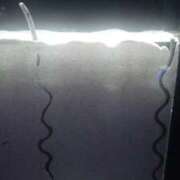 ヒメ日記 2025/09/17 18:10 投稿 日向朝陽 ゴールドクイーン