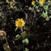 わさび 完売ありがとうございます🙇‍♀️ 石川小松ちゃんこ