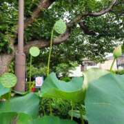 ヒメ日記 2025/07/17 08:15 投稿 みどり奥様 川崎人妻ソープ Mint(ミント)