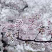 ヒメ日記 2026/04/04 12:04 投稿 坂上　りり 現役ナースが精液採取に伺います 梅田店