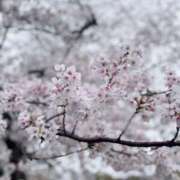 ヒメ日記 2026/04/04 12:05 投稿 坂上　りり 現役ナースが精液採取に伺います 梅田店