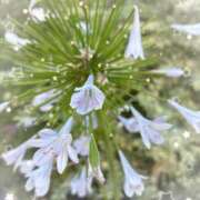 ヒメ日記 2025/08/11 19:07 投稿 宮本　さやか 東京ローズマリー