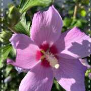 ヒメ日記 2025/08/22 12:47 投稿 宮本　さやか 東京ローズマリー