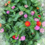 ヒメ日記 2025/08/28 19:47 投稿 宮本　さやか 東京ローズマリー